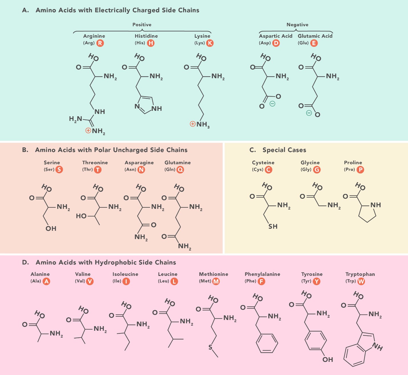 Classification of Side Chains of Amino Acids True value dental Institute