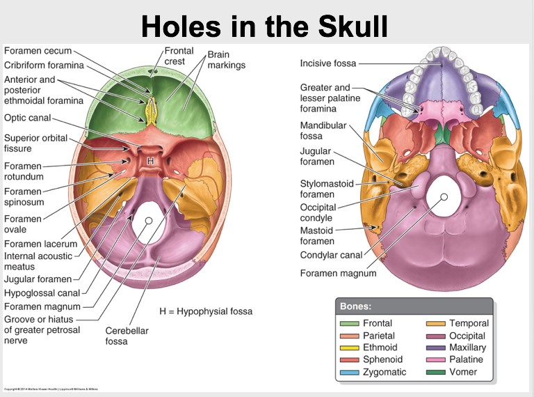 pharyngeal canal skull